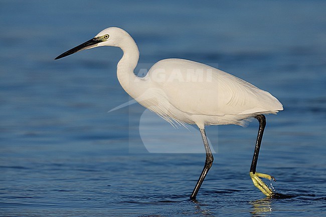Little Egret (Egretta garzetta), side view of an individual waliking in the water, Campania, Italy stock-image by Agami/Saverio Gatto,
