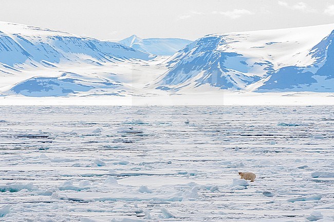 Polar Bear (Ursus maritimus) standing still on extensive drift ice north of Spitsbergen in arctic Norway. Coastal snow covered hills in the background. stock-image by Agami/Marc Guyt,