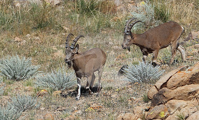 Siberian Ibex (Capra sibirica) at Ikh Nart Nature Reserve in Mongolia. stock-image by Agami/Aurélien Audevard,