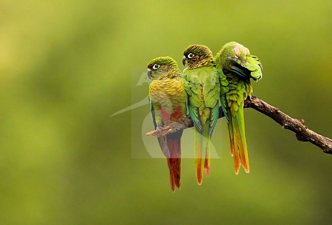 Bruinoorparkieten op tak, Maroon-bellied Parakeets on branch stock-image by Agami/Dubi Shapiro,