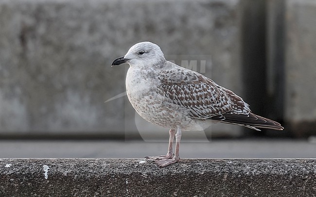  stock-image by Agami/Vincent Legrand,