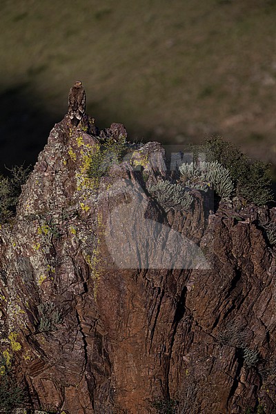 A juvenile Steppe Eagle (Aquila nipalensis) is perching on top of a rock above the mongolian steppe stock-image by Agami/Mathias Putze,
