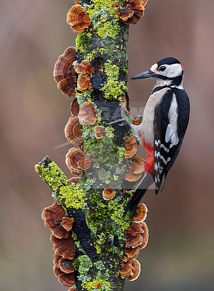 Great Spotted Woodpecker (Dendrocopos major) stock-image by Agami/Daniele Occhiato,