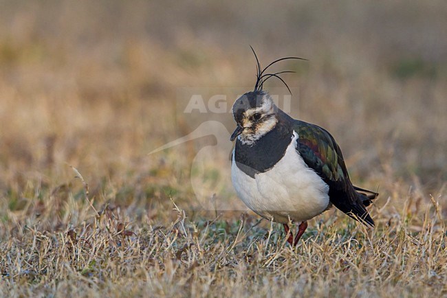 Kievit, Northern Lapwing; Vanellus vanellus stock-image by Agami/Daniele Occhiato,