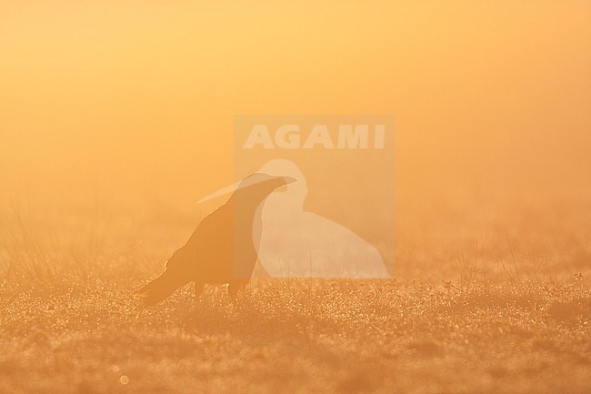 Carrion Crow - Rabenkrähe - Corvus corone ssp. corone, Germany, adult stock-image by Agami/Ralph Martin,