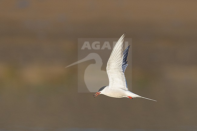 stock-image by Agami/Menno van Duijn,