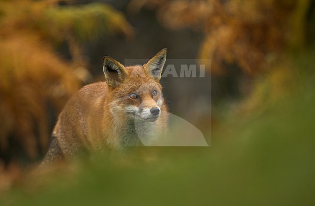 Vos close-up, Red fox close-up stock-image by Agami/Danny Green,