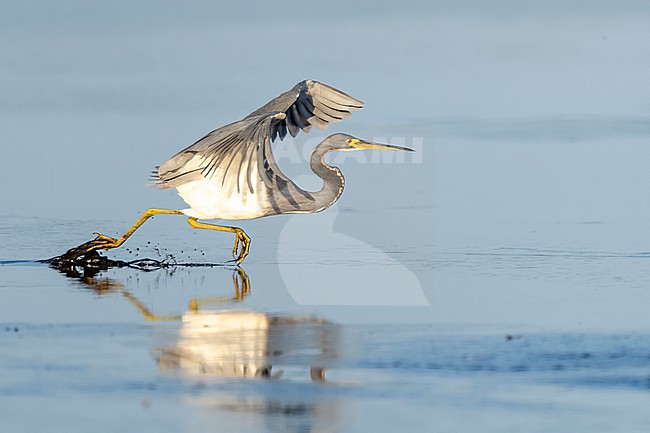 Tricolored Heron (Egretta tricolor) in swamp in Florida USA. stock-image by Agami/Marcel Burkhardt,