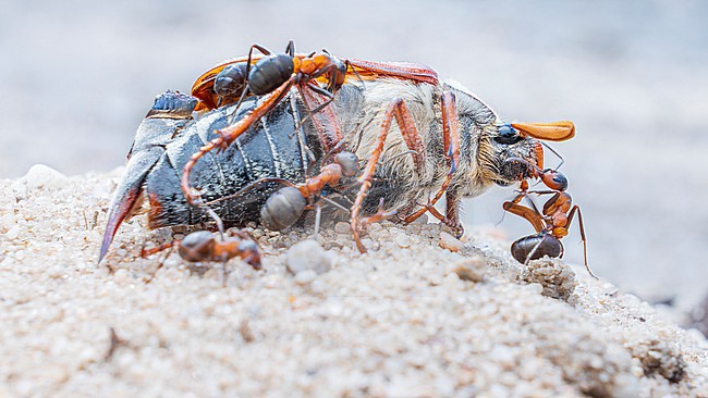 European red wood ants (Formica polyctena) with dead Common cockchafer (Melolontha melolontha) stock-image by Agami/Lennart Verheuvel,