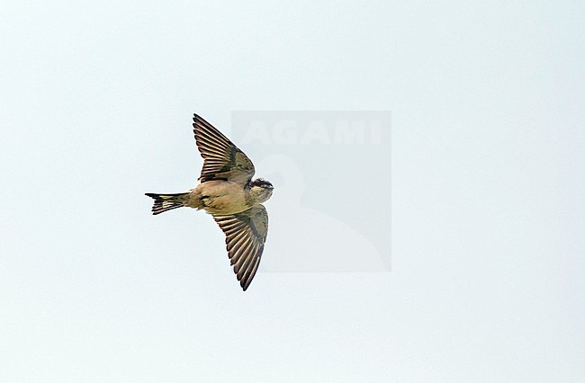 Preuss's Cliff Swallow, Petrochelidon preussi, in Ghana. stock-image by Agami/Pete Morris,