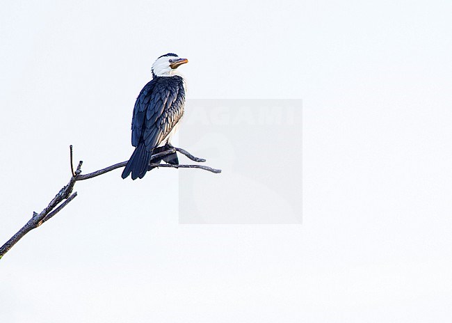 Little Pied Cormorant (Microcarbo melanoleucos) perched on a branch. stock-image by Agami/Lennart Verheuvel,