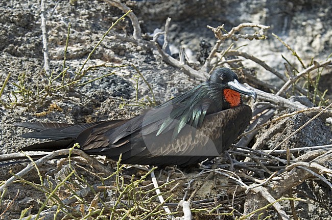 Great Frigatebird male displaying; Grote Fregatvogel man baltsend stock-image by Agami/Roy de Haas,