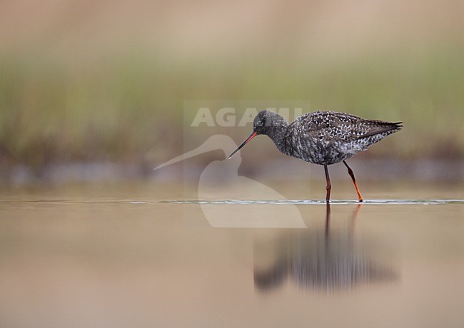Volwassen Zwarte Ruiter in zomerkleed; Adult Spotted Redshank in summer plumage stock-image by Agami/Markus Varesvuo,