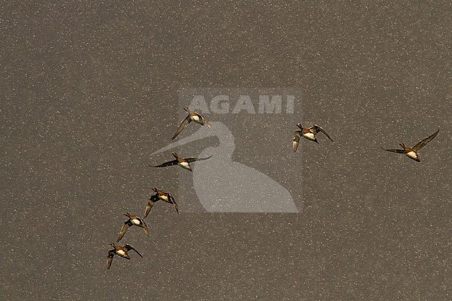 Flock of Eurasian Wigeons (Anas penelope) flying in a heavy snow storm stock-image by Agami/Menno van Duijn,