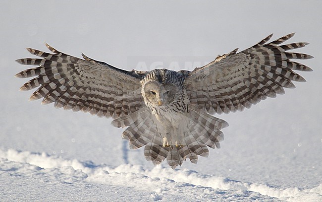 Ural Owl (Strix uralensis) in flight in Finland. Landing in the snow during a cold winter stock-image by Agami/Arto Juvonen,