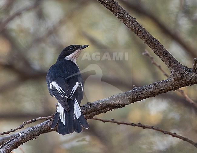 Fiscal Flycatcher (Sigelus silens) in South Africa. stock-image by Agami/Pete Morris,