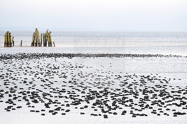 Eurasian Coot (Fulica atra ssp. atra), Germany (Mecklenburg-Vorpommern). Huge flock with White-tailed sea-eagle in background. stock-image by Agami/Ralph Martin,