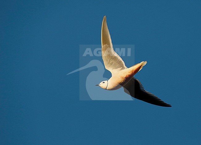 Adult Ross's Gull (Rhodostethia rosea) in summer plumage at its breeding grounds in the Indigirka delta on the tundra of Siberia, Russia. Passing overhead against a bright blue sky as background.. stock-image by Agami/Chris van Rijswijk,