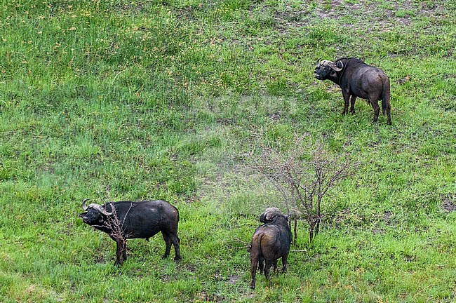 An aerial view of three African buffalos, Syncerus caffer. Okavango Delta, Botswana. stock-image by Agami/Sergio Pitamitz,