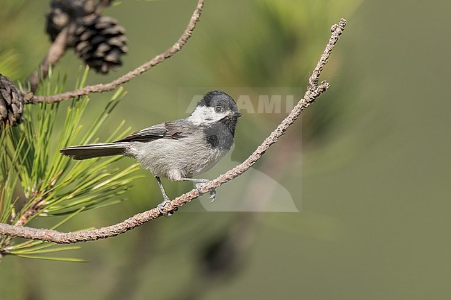 Adult
Nuevo Leon, Mexico
May 2022 stock-image by Agami/Brian E Small,