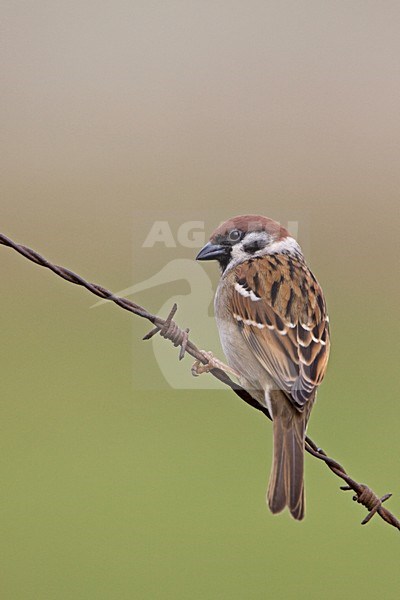 Ringmus op prikkeldraad;  Eurasian Tree Sparrow on barbed wire stock-image by Agami/Rob Olivier,
