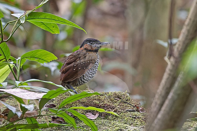 Black-crowned Antpitta, Pittasoma michleri, in Panama. stock-image by Agami/Pete Morris,