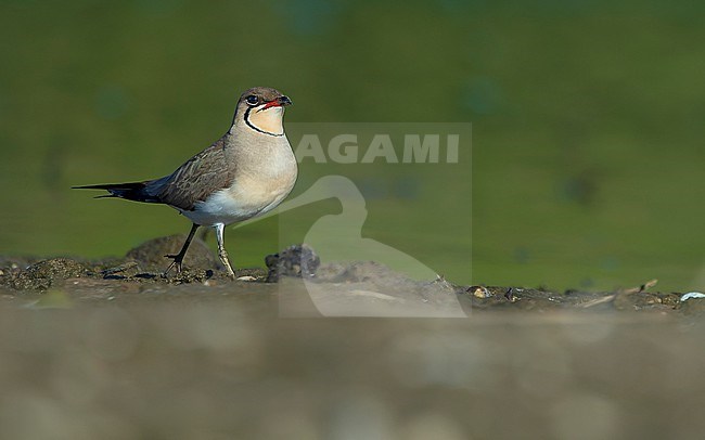 Collared pratincole (Glareola pratincola) walking along river. stock-image by Agami/Lennart Verheuvel,