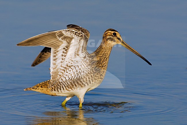 Watersnip lopend in water; Common Snipe walking in water stock-image by Agami/Daniele Occhiato,