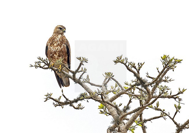 Wintering Steppe Buzzard (Buteo buteo vulpinus) in Angola. stock-image by Agami/Pete Morris,