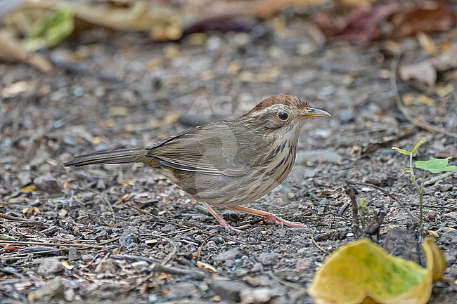Puff-throated Babbler (Pellorneum ruficeps) inThailand. stock-image by Agami/Pete Morris,
