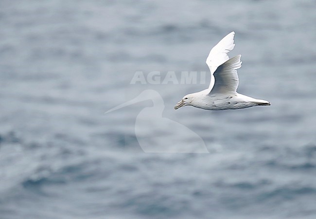 White phase Southern Giant Petrel (Macronectes giganteus) flying at sea off the coast of Macquarie Island, subantarctic New Zealand. Also known as Stinker or Stinkpot. stock-image by Agami/Marc Guyt,