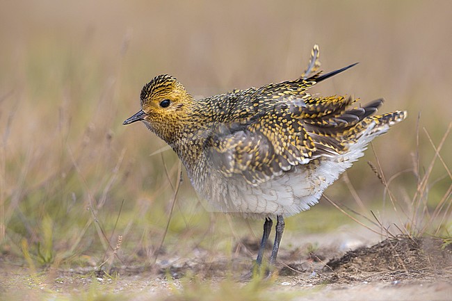 Golden Plover (Pluvialis apricaria) shaking its feathers stock-image by Agami/Daniele Occhiato,