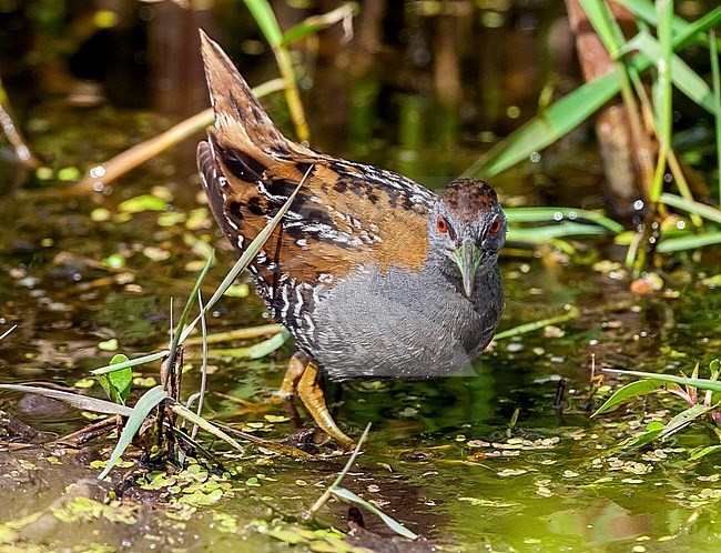 Male Baillon's Crake on a swamp, in Nederlanden. stock-image by Agami/Vincent Legrand,