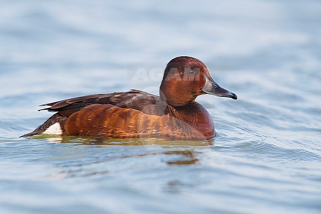 Female Ferruginous Duck, Aythya nyroca, swimming on a lake in Italy. stock-image by Agami/Daniele Occhiato,