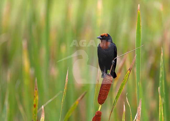 Male Chestnut-capped Blackbird (Chrysomus ruficapillus) perched in reed stem in marsh at Boa Nova, Brazil. stock-image by Agami/Harvey van Diek,