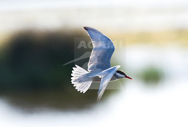 Witwangstern, Whiskered Tern, Chlidonias hybrida stock-image by Agami/Marc Guyt,