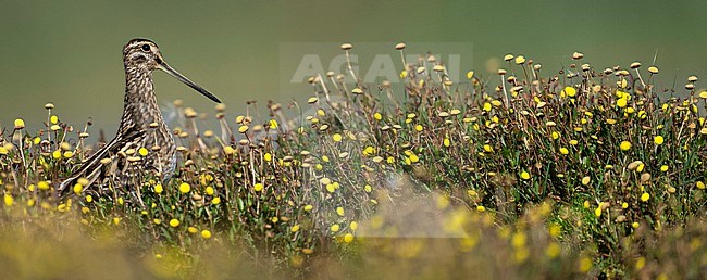 Common Snipe, Gallinago gallinago, in the Netherlands. stock-image by Agami/Han Bouwmeester,