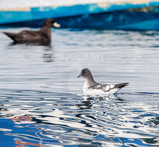 Cape Petrel (Daption capense australe) at sea in the Pacific Ocean of subantarctic New Zealand. Swimming at sea off Kaikoura. stock-image by Agami/Marc Guyt,