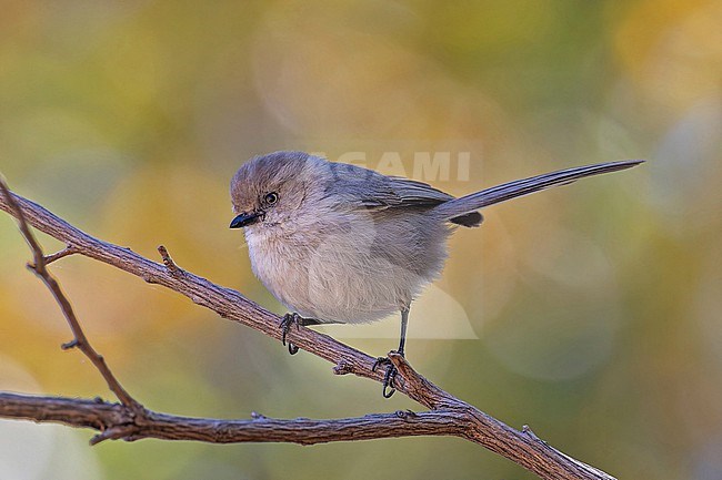 Baja California Bushtit , Psaltriparus minimus grindae, in Western Mexico. Endemic subspecies of Sierra de la Laguna in the mountains of southern Baja California, Mexico. stock-image by Agami/Pete Morris,