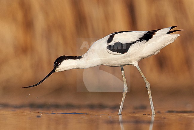 Kluut, Pied Avocet stock-image by Agami/Markus Varesvuo,