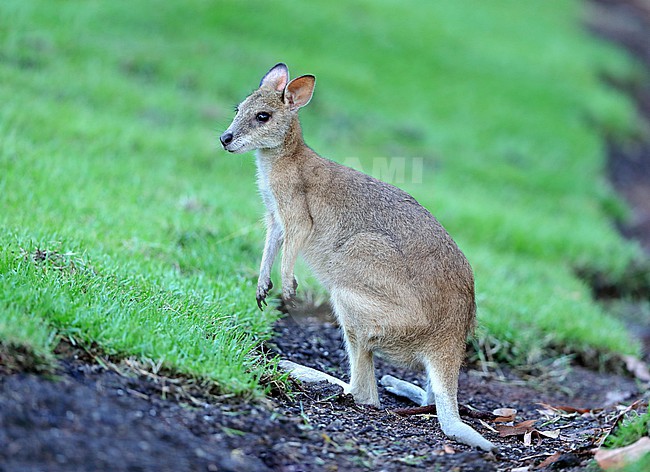 Agile Wallaby, Macropus agilis, at Magnetic island - Townsville - Australia. stock-image by Agami/Aurélien Audevard,