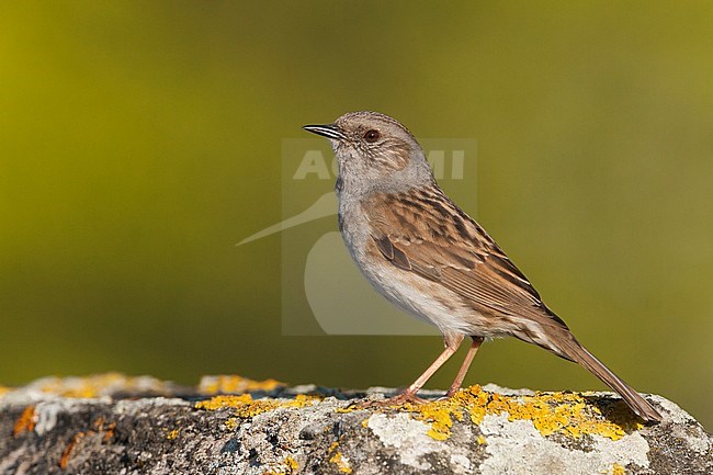 Dunnock - Heckenbraunelle - Prunella modularis ssp. modularis, Germany, adult stock-image by Agami/Ralph Martin,