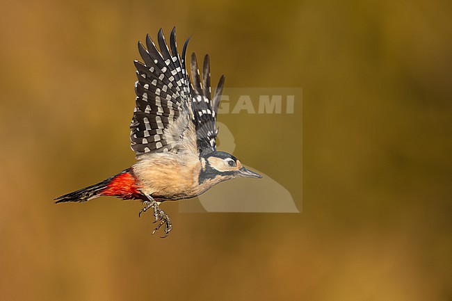 Great Spotted Woodpecker, Dendrocopos major, in Italy. stock-image by Agami/Daniele Occhiato,