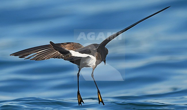 Wilson's Storm-Petrel (Oceanites oceanicus) off the coast of Portugal stock-image by Agami/Eduard Sangster,