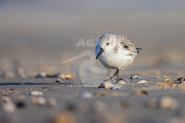 Sanderling among the shells on the beach of Texel, Netherlands stock-image by Agami/Onno Wildschut,