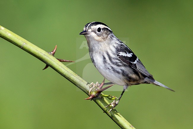 Adult female
Galveston Co., TX
April 2011 stock-image by Agami/Brian E Small,