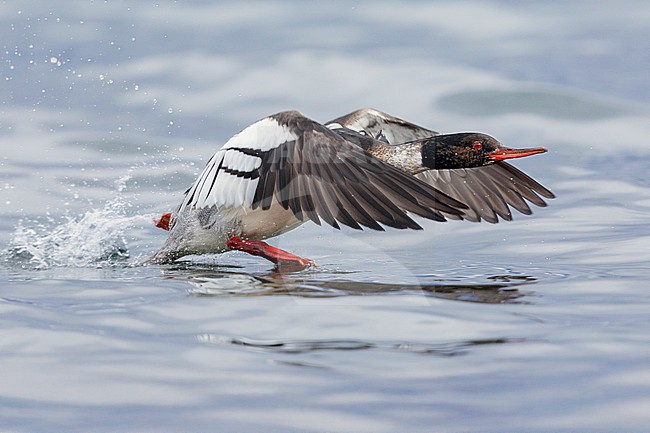 Red-breasted Merganser (Mergus serrator), side view of an adult male taking off from the water, Capital Region, Iceland stock-image by Agami/Saverio Gatto,