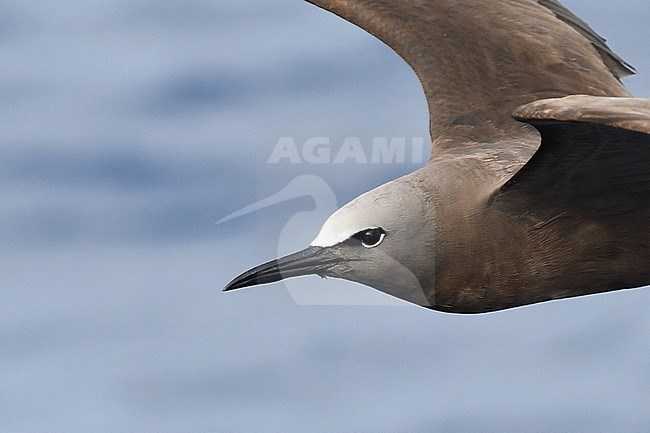Brown Noddy (Anous stolidus stolidus) off St Helena island in the southern Atlantic Ocean. stock-image by Agami/Laurens Steijn,