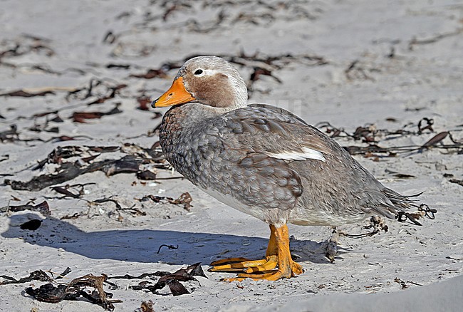 Falkland Steamer Duck (Tachyeres brachypterus) a flightless endemic of the Falkland Islands. stock-image by Agami/Pete Morris,