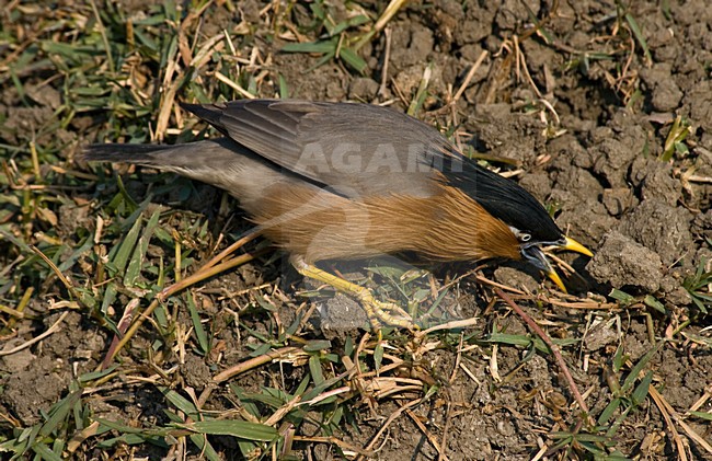 Brahminy Starling (Sturnia pagodarum) foraging on the ground stock-image by Agami/Marc Guyt,